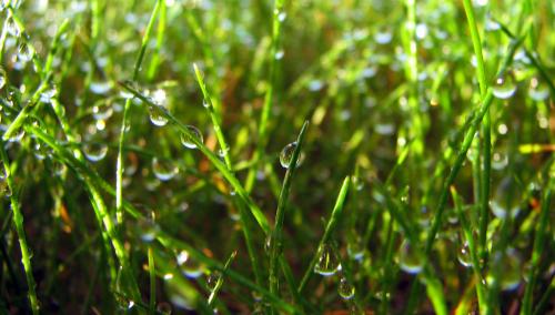 Grass with water droplets